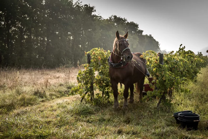 Pferde werden wieder häufiger in französischen Weinbergen eingesetzt