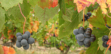 [[reb || Merlot]] Trauben im [[reg || Minervois]]