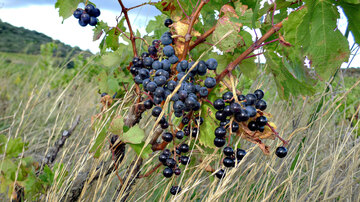 [[reb || Carignan]] im [[reg || Fitou]]