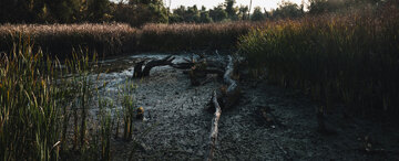So dürften die Anfänge des Clos de Vougeot ausgesehen haben: sumpfiger Schilf, Wald und ...