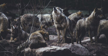 ... Wölfe, die die Mönche in ihrem neuen Zuhause erwarteten.