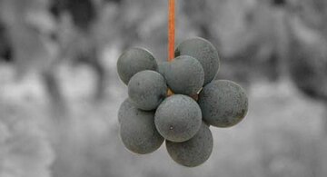 Die Beeren sind über Stiele zur Traube verbunden