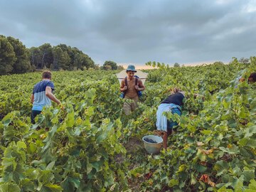 Im Weinberg [[lex || lese || gelesen]], können die Trauben schon im [[lex || Weinberg]] selektioniert werden