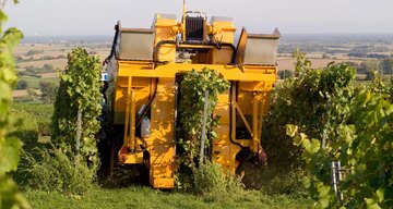 Vollernter lesen nicht nur die Trauben, sie können gleichzeitig abbeeren