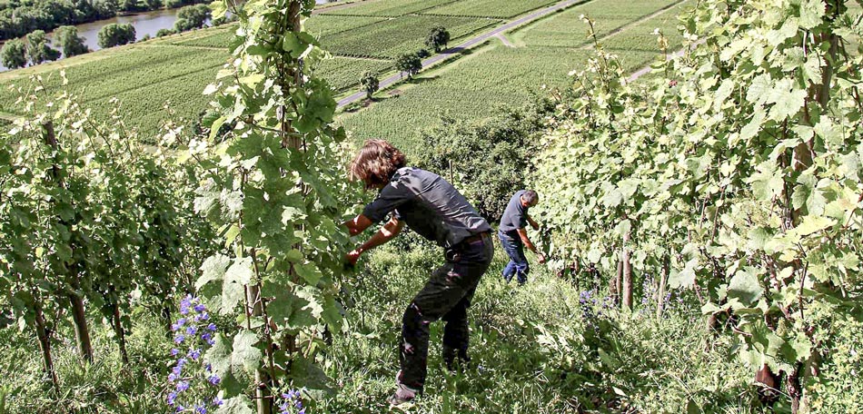 Die Arbeit im Steilhang