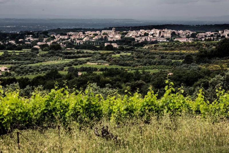 Südliche Weinberge in der Provence