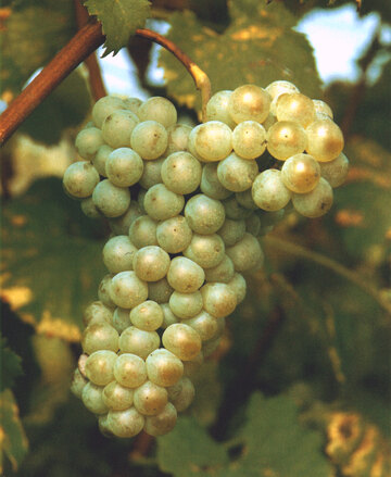 Ucelùt Traube in dem Weinberg von Emilio Bulfon