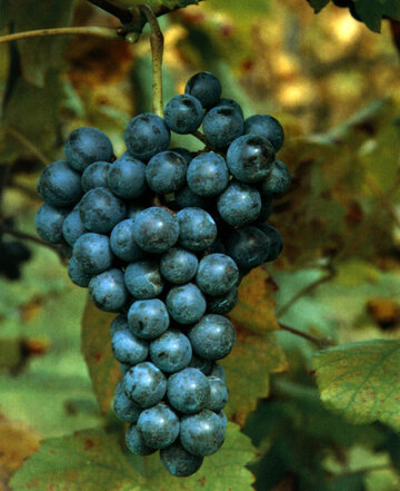 Forgiarin Traube auf dem Weingut Emilio Bulfon