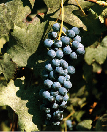 Cjanorie Trauben auf dem Weingut von Lorenzo Bulfon