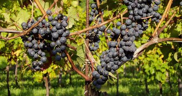 Piculit Neri Trauben von Emilio Bulfon