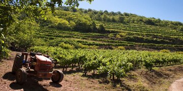 Malbec stammt aus dem Südwesten von Frankreich