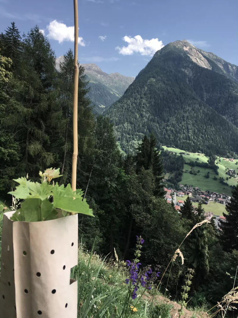 Neuer Weinberg in steiler Lage