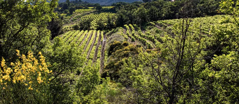 Die Weinberge der Domaine de Cassan liegen im Hinterland verborgen