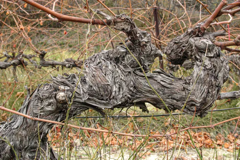 Grenache ist in den Weinen meist mit dem größten Anteil vertreten