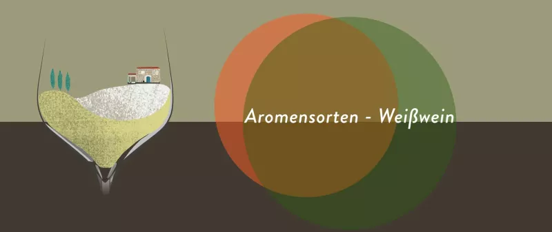 Weißwein aus aromenreichen Rebsorten haben oft mehr Volumen als mancher Rotwein