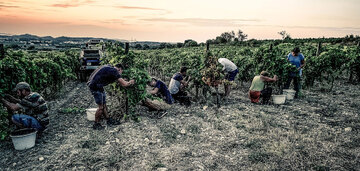 Abgelegener Weinberg der Domaine des 2 Ânes. Kein spritzender Nachbar stört hier die empfindliche Natur, das kleine Team aus erfahrenen Helfern liest die Trauben von Hand.