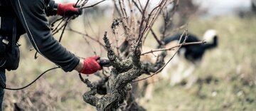 Rebschnitt im Winter - Voraussetzung für die Weine des folgenden Jahres.