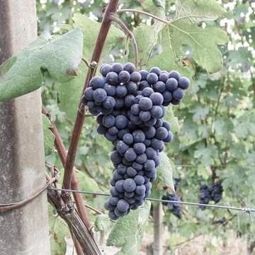 Nebbiolo im Piemont