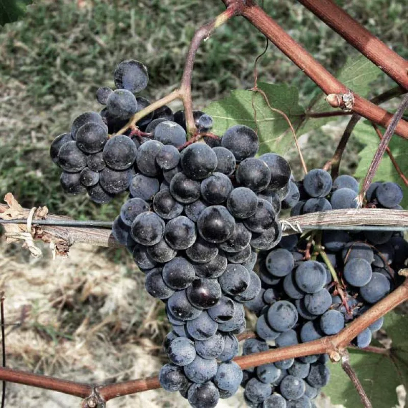 Dolcetto ist eine Rebsorte, die das Piemeont prägt