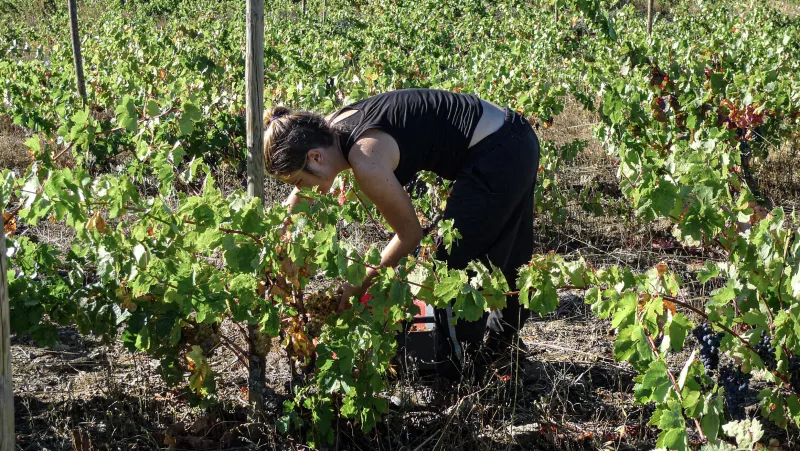 Lese einzelner Trauben für einen besonderen Weißwein von Modat im Roussillon