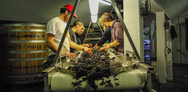 Gehört auch zur Lese: das Sortieren der [[reb || Pinot Noir]] Trauben auf der Domaine Pellé