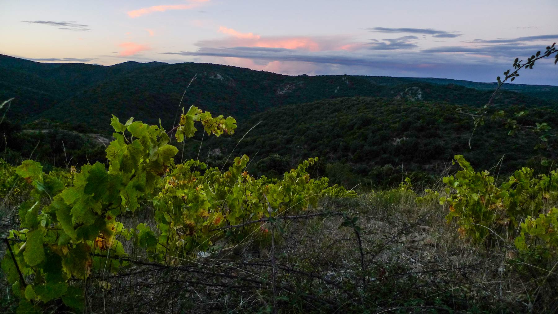 Steiler Weinberg im Languedoc, der Sonne abgewandt