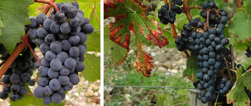 Cabernet Sauvignon ist eine der bekanntesten Rotweinsorten