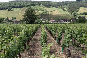 Blick in das nordöstlich an Pernand-Vergelesses liegende Tal