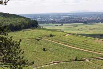 Südwestlich abfallende Grand Cru Lagen unterhalb der Bergkuppe Bois de Corton