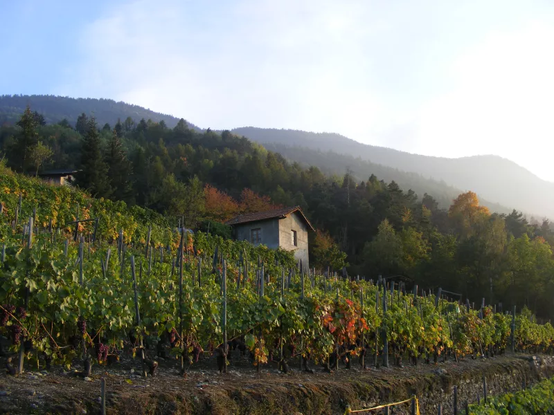 Weinberg von La Cantina di Cunéaz Nadir 