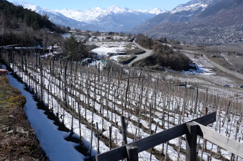 Weinbau umgeben von hohen Bergen ist auch für Cunéaz Nadir die Basis für herausragenden Wein