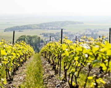 Weinberg von Nicolas Maillart - Montage de Reims