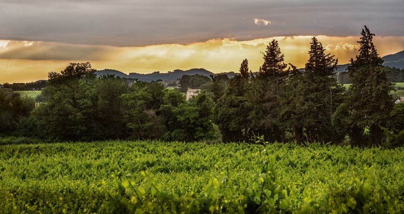 Abendstimmung in der Provence. Reben gehören zur Landschaft wie das Zirpen der <i>Cigales</i> - der Grillen 
