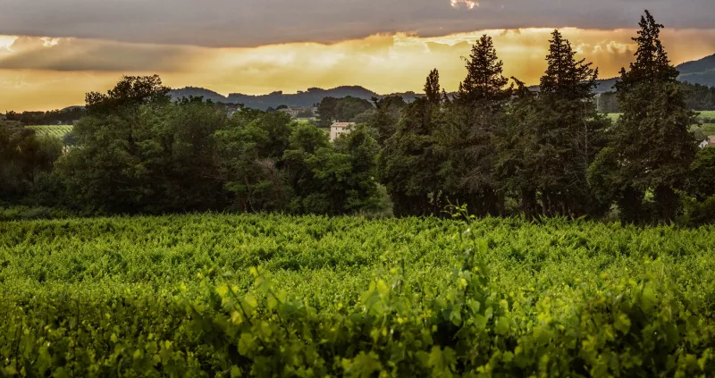 Abendstimmung in der Provence. Reben gehören zur Landschaft wie das Zirpen der <i>Cigales</i> - der Grillen 