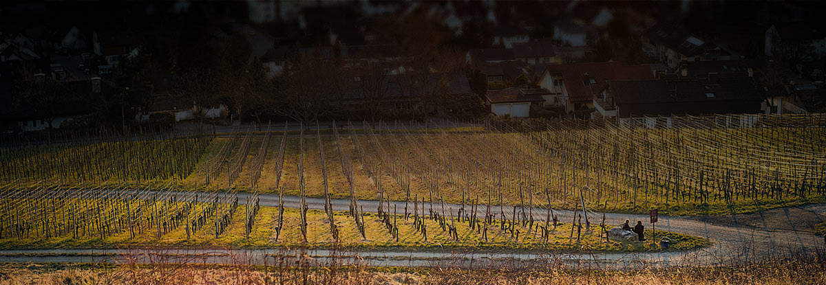 Das Weingut Claus Schneider erzeugt auf dem Weinberg Weiler Schlipf in Baden herausragende Weine