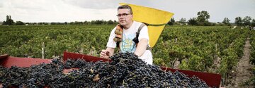 Dominique Fédieu packt selbst mit bei der Lese der Trauben für seinen Médoc Wein an.