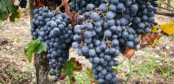 Trauben auf dem Weingut Micalet.