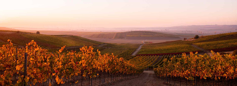 Weinberge auf dem [[reg || Petersberg]] bei Gau-Odernheim