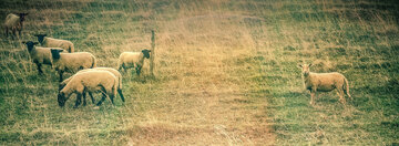 Schafe auf einer Wiese. Ein Schaf steht getrennt von der Herde und schaut zur Kamera