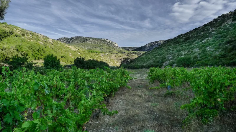 Abgeschlossene, kleine Weinberge in einer intakten, vielfältigen Natur: die Basis für ausdrucksvollen Wein