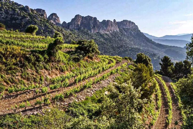 Cru Lage von [[reg || Gigondas]] in der Höhe über der Rhône. Im Hintergrund die berühmten Dentelles des Montmirail