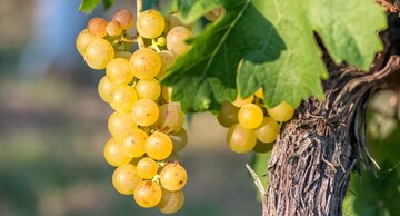 Riesling ist die meist angebaute Rebsorte im Elsass