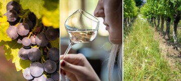 Von den Reben, den Trauben stammen die Weine von Huber - Bleger. Nur was sie dort lesen, kann zu großem Wein werden.