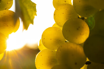 Weisse Weinbeeren im Gegenlicht der Sonne