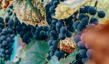 Rote Trauben am Rebstock