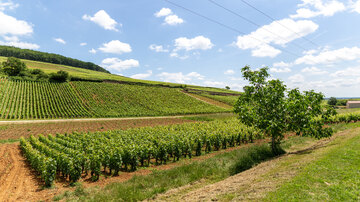 Weinberg in [[reg || Pernand Vergelesses]], am Fuße des Aloxe Corton. Die Lagen sind in kleine Streifen unterteil, auch aus der Ferne gut zu unterschieden. Verschiedene Winzer machen hier unterschiedliche Weine aus jeder Lage.