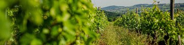 Die Weinberge von Clos des Rocs sind grün, voller Leben. Viele Jahre Arbeit und Ausdauer stecken in diesen Böden