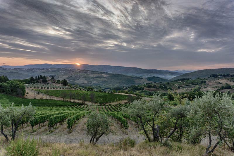 Weinberg auf Buondonno im Herzen des Chianti - Toskana