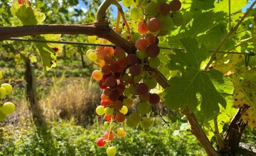 Junge Merlot Trauben vor der intensiven Begrünung zwischen den Reben auf dem Maison Heritage