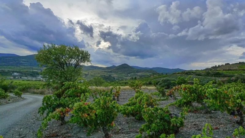 Winzer im Languedoc haben im Schnitt rund 10 Hektar Rebfläche